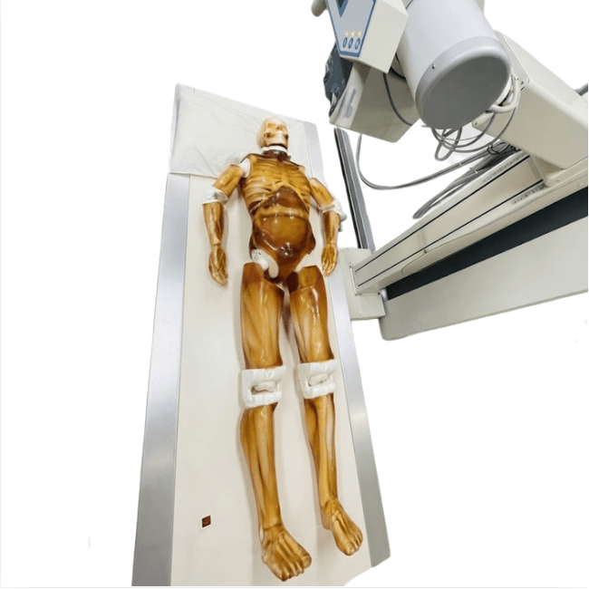 Adult Full Human Body Phantom (With Muscles) for X-Ray CT & MRI Training
