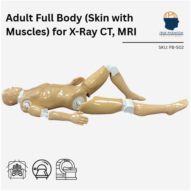 Adult Full Human Body Phantom (With Muscles) for X-Ray CT & MRI Training