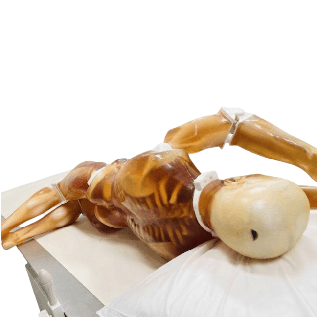 Adult Full Human Body Phantom (With Muscles) for X-Ray CT & MRI Training
