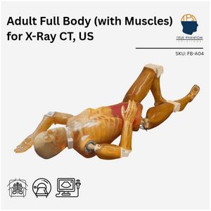 Adult Full Human Body Phantom (with Muscles) for X-Ray, CT Scan and Ultrasound