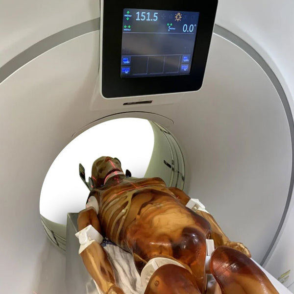 Adult Full Human Body Phantom (with Muscles) for X-Ray, CT Scan and Ul ...
