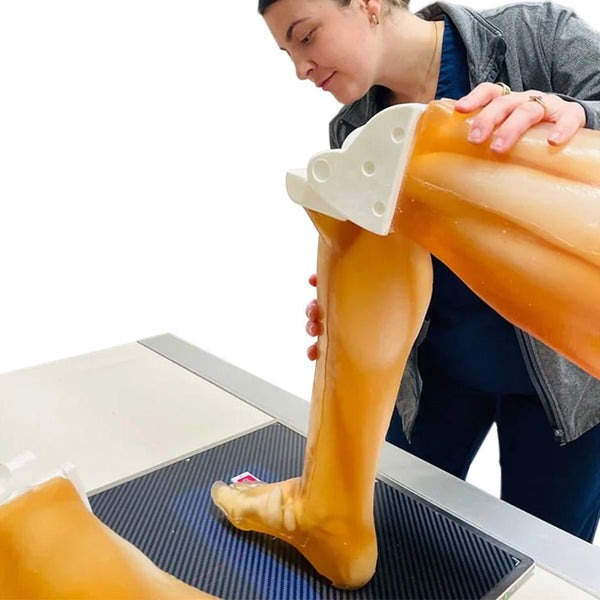 Adult Full Human Body Phantom (with Muscles) for X-Ray, CT Scan and Ul ...