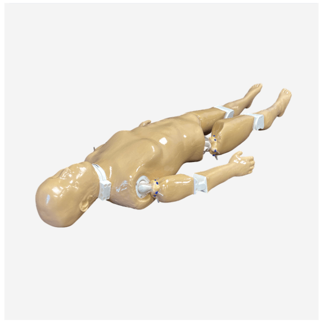 Adult Full Human Body Phantom (With Muscles) for X-Ray CT & MRI Training