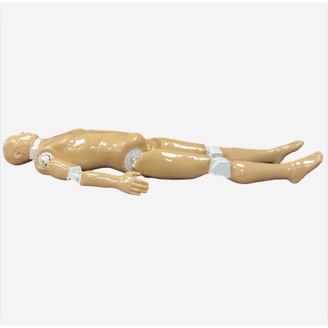 Adult Full Human Body Phantom (With Muscles) for X-Ray CT & MRI Training