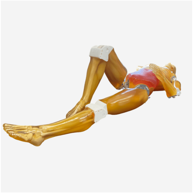 Adult Full Human Body Phantom (with Muscles) for X-Ray, CT Scan and Ultrasound