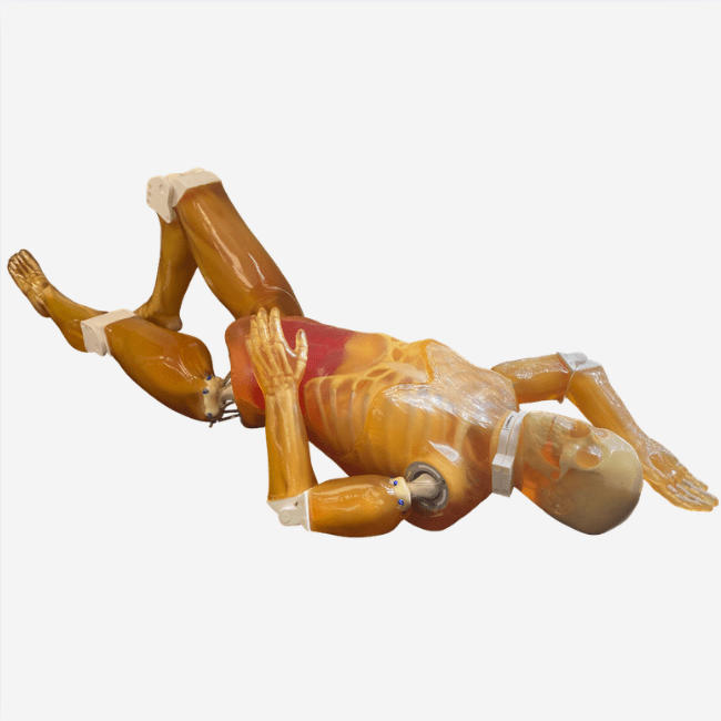 Adult Full Human Body Phantom (with Muscles) for X-Ray, CT Scan and Ultrasound