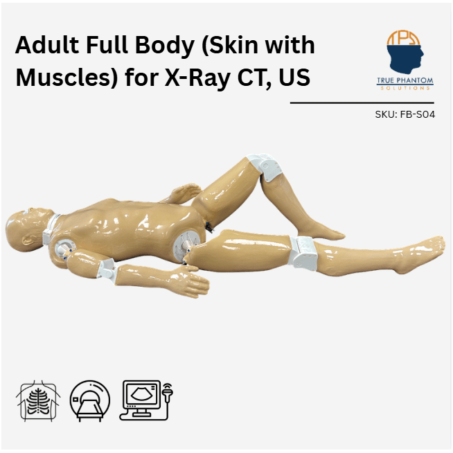 Adult Full Human Body Phantom (with Muscles) for X-Ray, CT Scan and Ultrasound