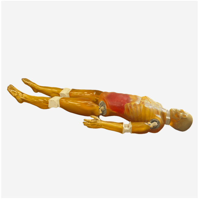 Adult Full Human Body Phantom (with Muscles) for X-Ray, CT Scan and Ultrasound