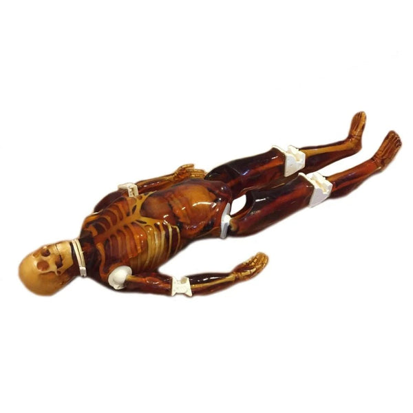 Adult Full Human Body Phantom (with Muscles) for X-Ray, CT Scan and Ul ...