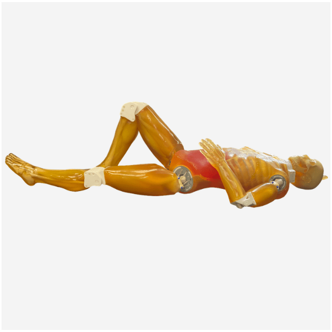 Adult Full Human Body Phantom (with Muscles) for X-Ray, CT Scan and Ultrasound