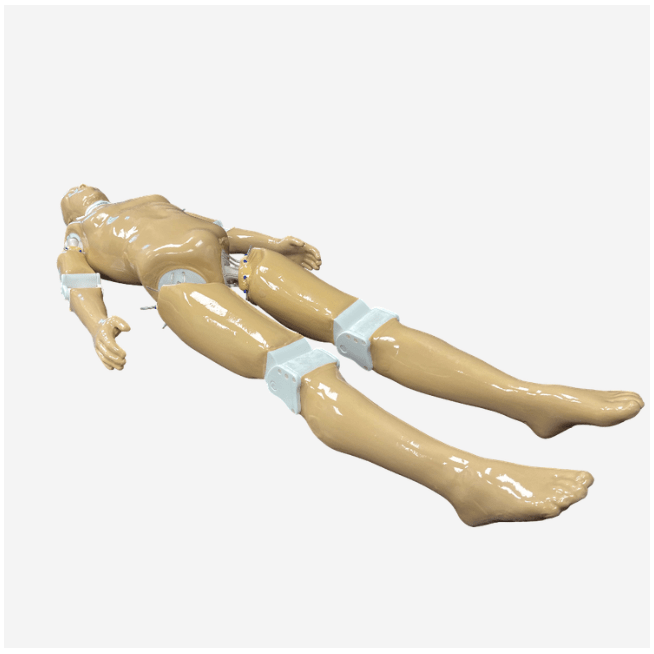 Adult Full Human Body Phantom (With Muscles) for X-Ray CT & MRI Training