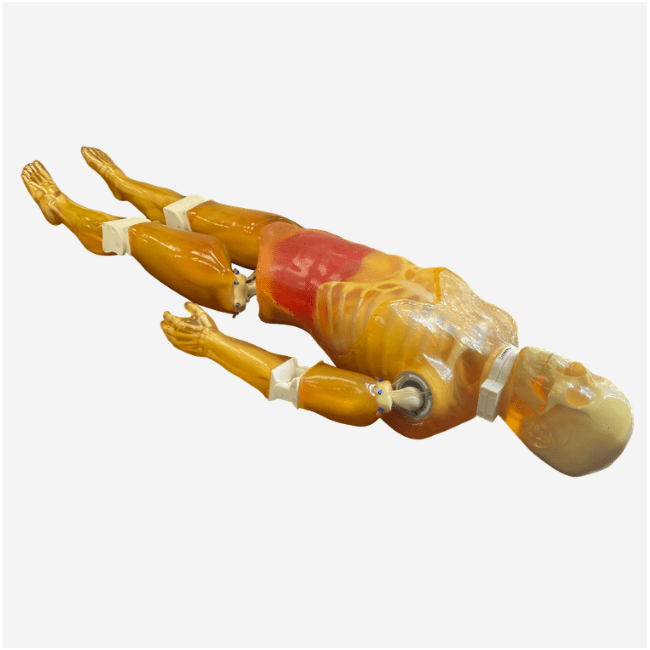 Adult Full Human Body Phantom (with Muscles) for X-Ray, CT Scan and Ultrasound