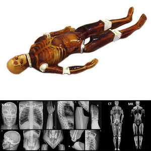 Adult Full Human Body Phantom (With Muscles) for X-Ray CT & MRI Training