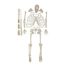 Adult Human Skeleton, Unmounted