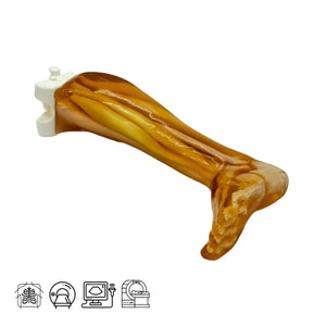 Adult Leg Phantom with Muscles for for X-Ray CT, US and MRI