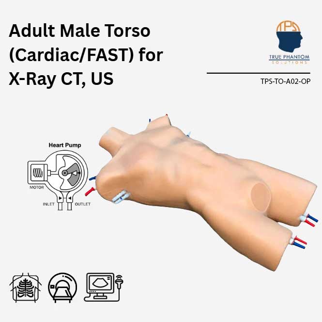 Adult Male Torso Cardiac/FAST with Heart Pump for X-Ray CT and Ultrasound