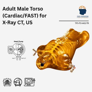 Adult Male Torso Cardiac/FAST with Heart Pump for X-Ray CT and Ultrasound