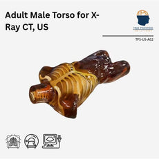 Adult Male Torso for X-Ray CT and Ultrasound