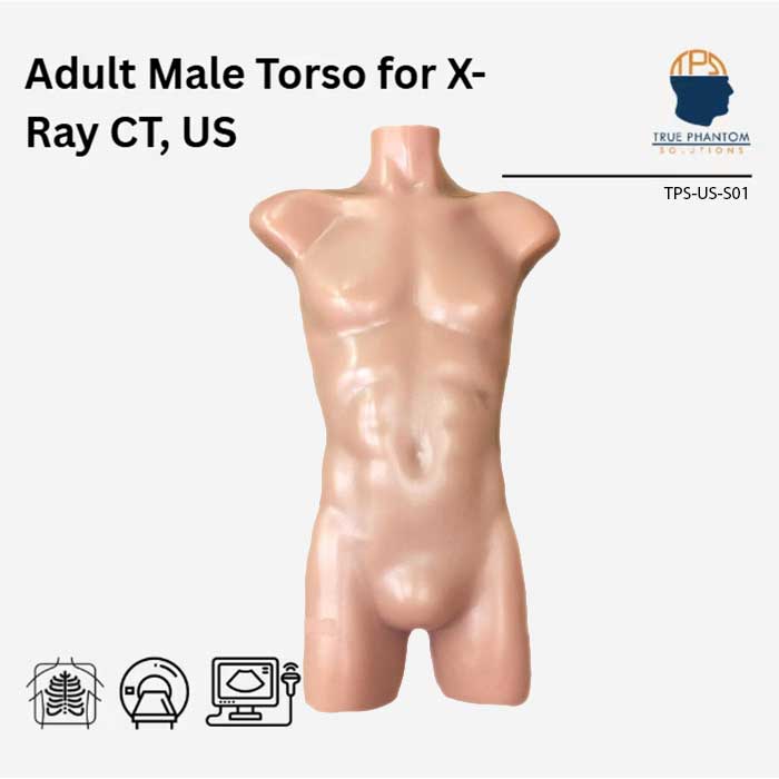 Adult Male Torso for X-Ray CT and Ultrasound