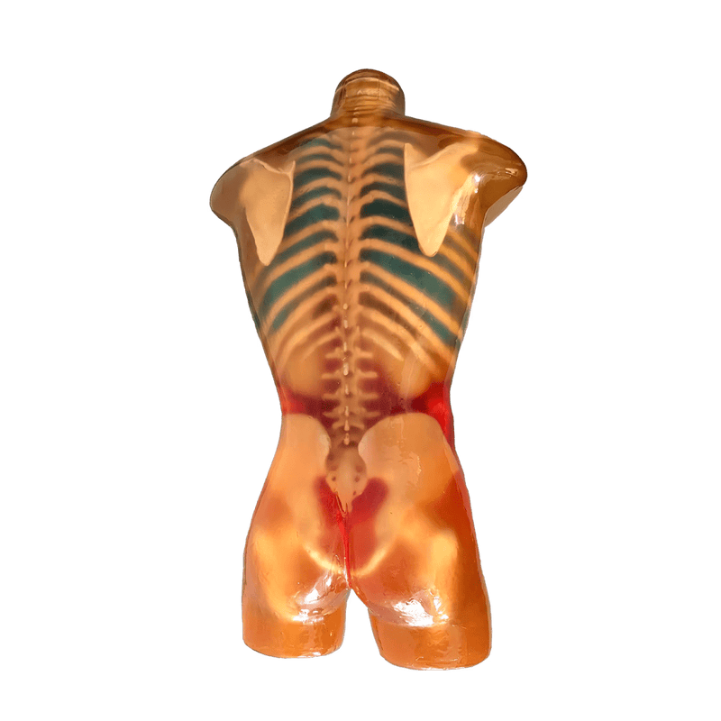 Adult Male Torso Phantom for X-Ray CT Imaging and MRI Training