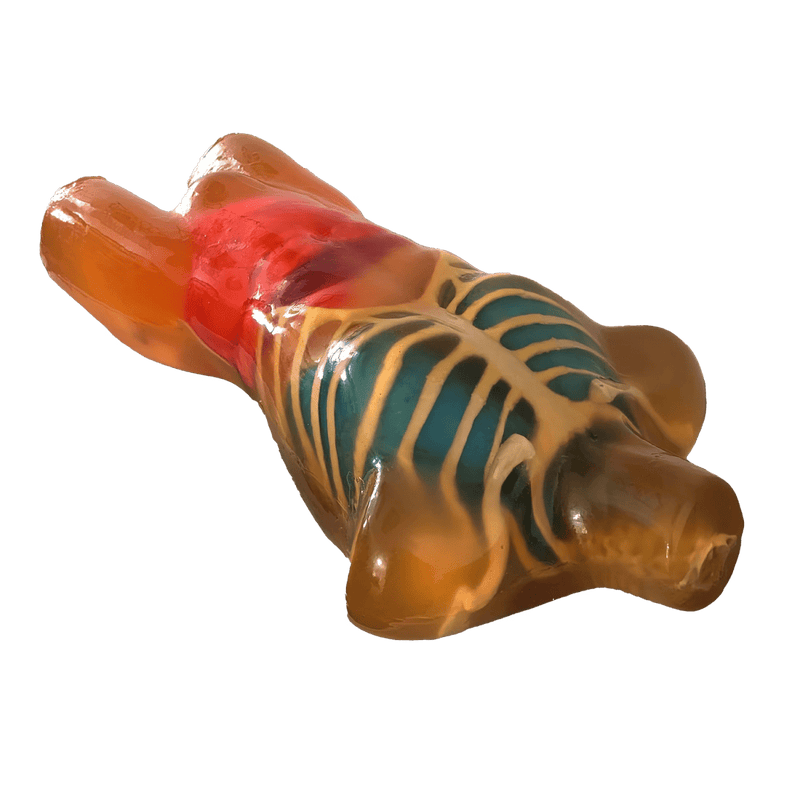 Adult Male Torso Phantom for X-Ray CT Imaging and MRI Training
