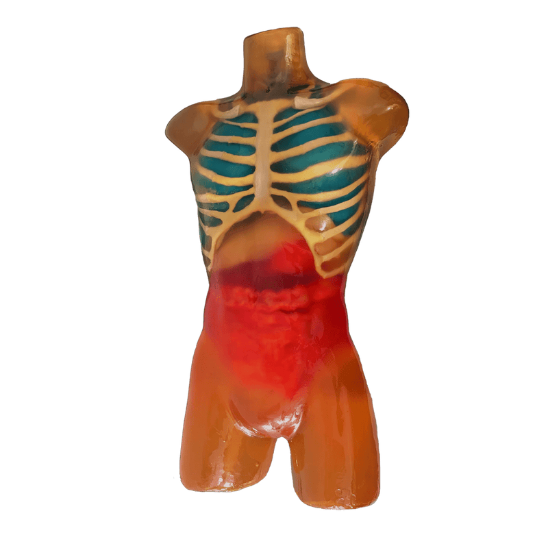 Adult Male Torso Phantom for X-Ray CT Imaging and MRI Training