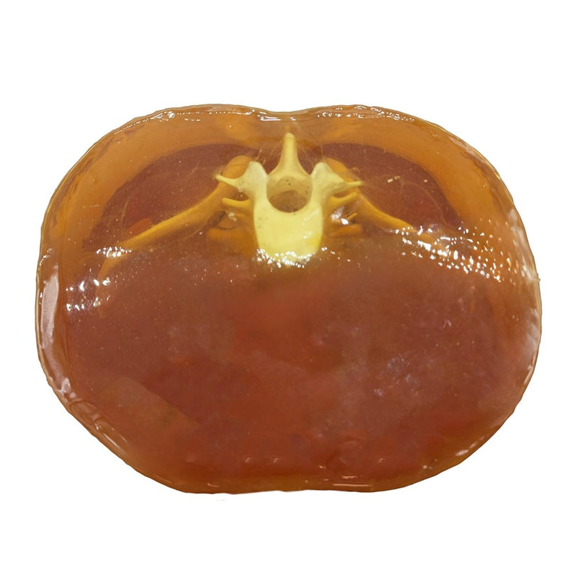 Adult Pelvis Phantom for X-Ray CT, US and MRI