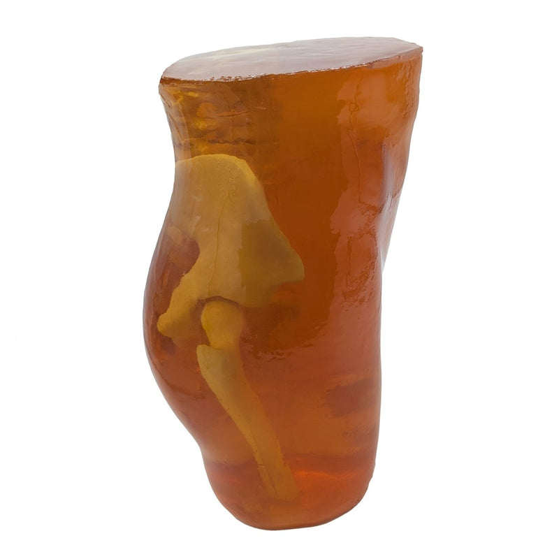 Adult Pelvis Phantom for X-Ray CT, US and MRI