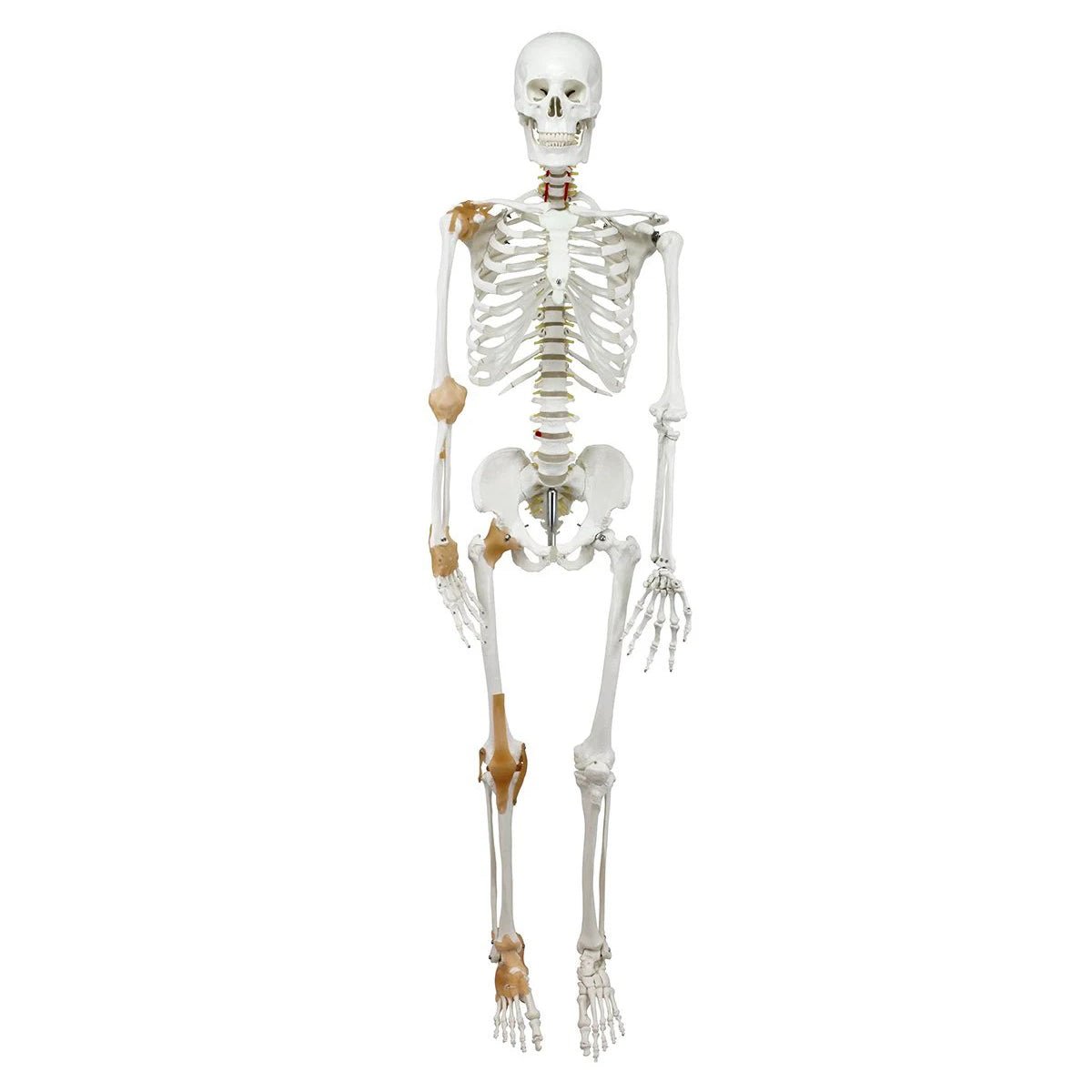 Adult Skeleton with Ligaments, Mounted – GTSimulators.com