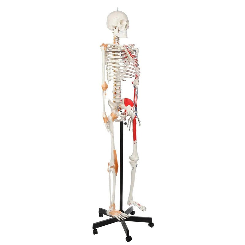 Adult Skeleton with Muscles & Ligaments Mounted on Stand with Casters