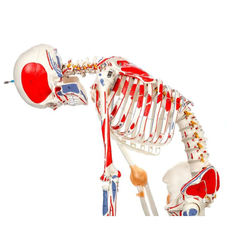 Adult Skeleton with Muscles & Ligaments Mounted on Stand with Casters