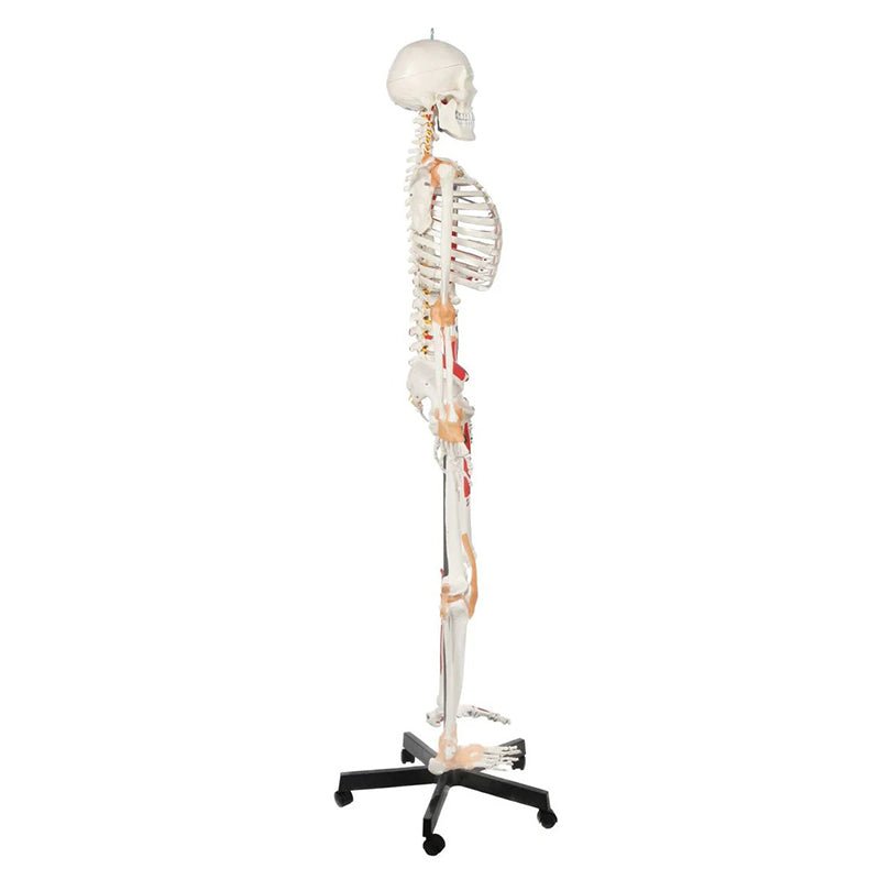Adult Skeleton with Muscles & Ligaments Mounted on Stand with Casters