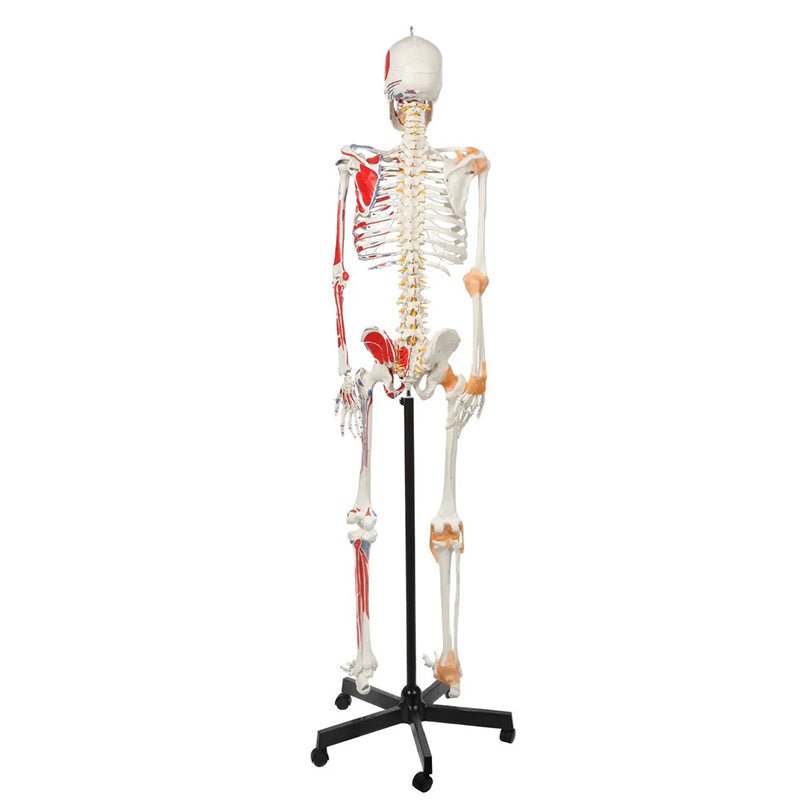 Adult Skeleton with Muscles & Ligaments Mounted on Stand with Casters