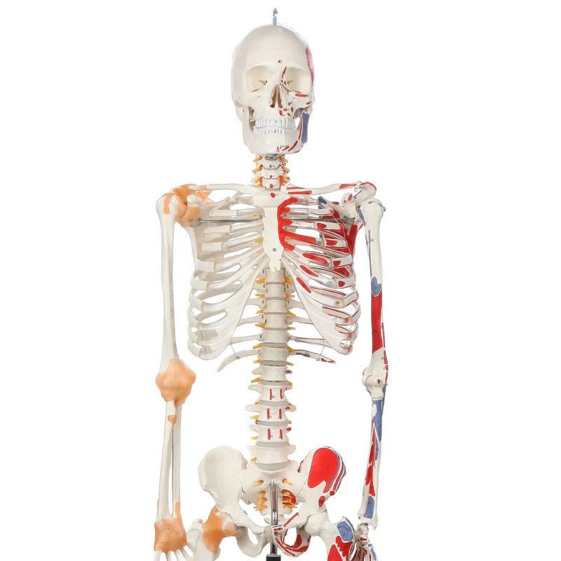 Adult Skeleton with Muscles & Ligaments Mounted on Stand with Casters