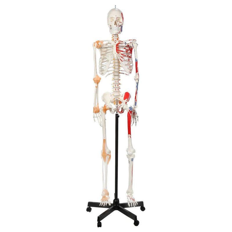 Adult Skeleton with Muscles & Ligaments Mounted on Stand with Casters