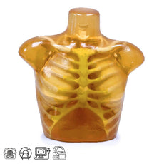 Adult Thorax for X-Ray CT, Ultrasound Training & MRI