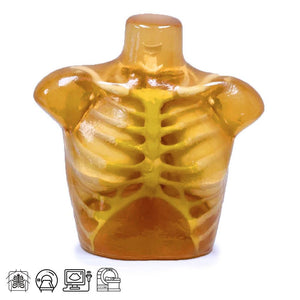 Adult Thorax for X-Ray CT, Ultrasound Training & MRI