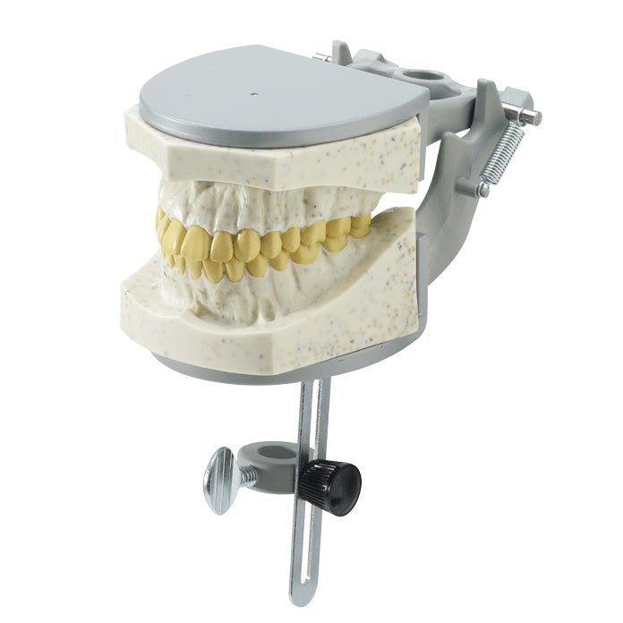 Adult X-Ray Dental Manikin