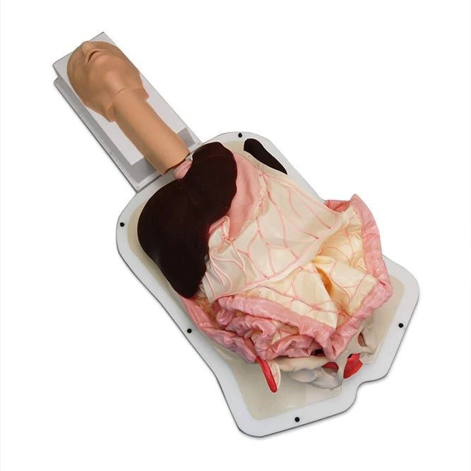 Advanced Abdominal Surgery Trainer with Advanced Organs