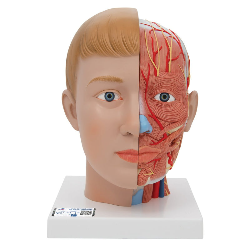 Anatomical Head Model with Neck, 4-part