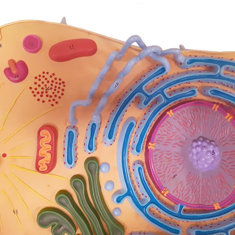 Animal Cell Model, 13,000X Enlarged