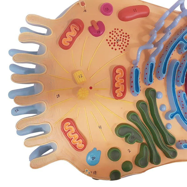 Animal Cell Model, 13,000X Enlarged – GTSimulators.com