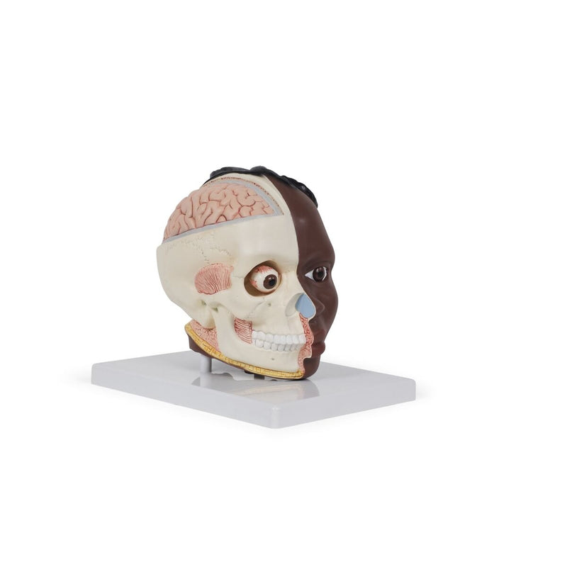 Head Model – 2 Parts, Dark Skin