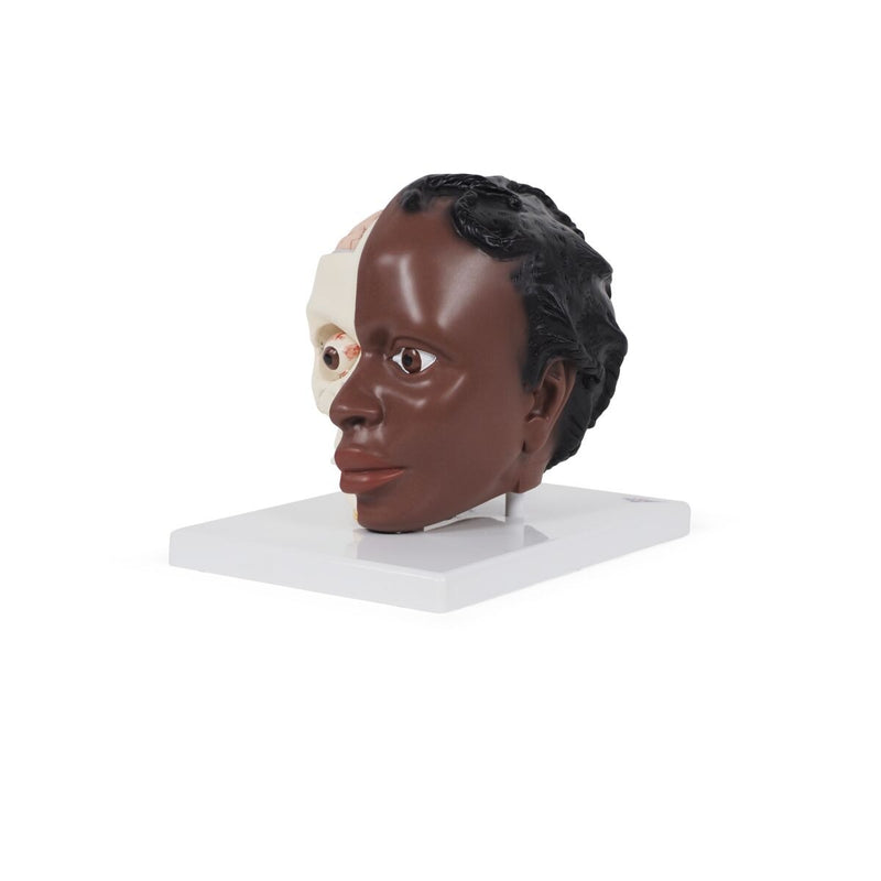 Head Model – 2 Parts, Dark Skin
