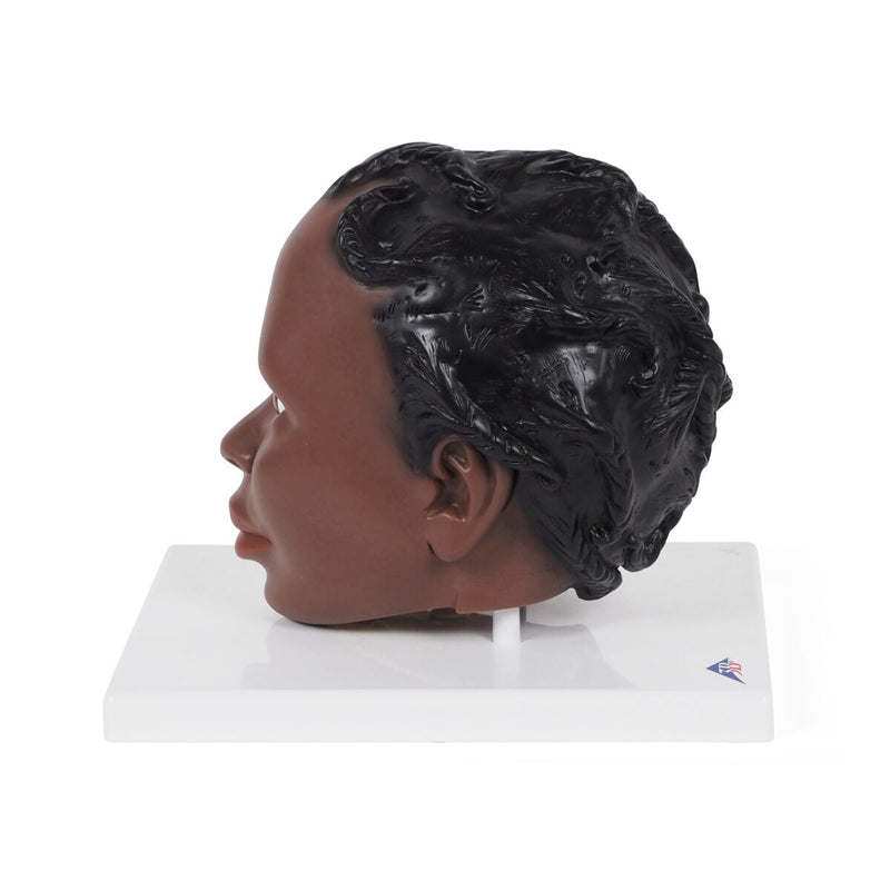 Head Model – 2 Parts, Dark Skin