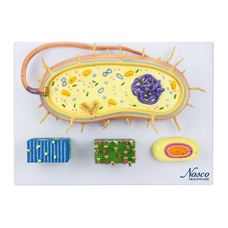 Bacteria Model, Enlarged