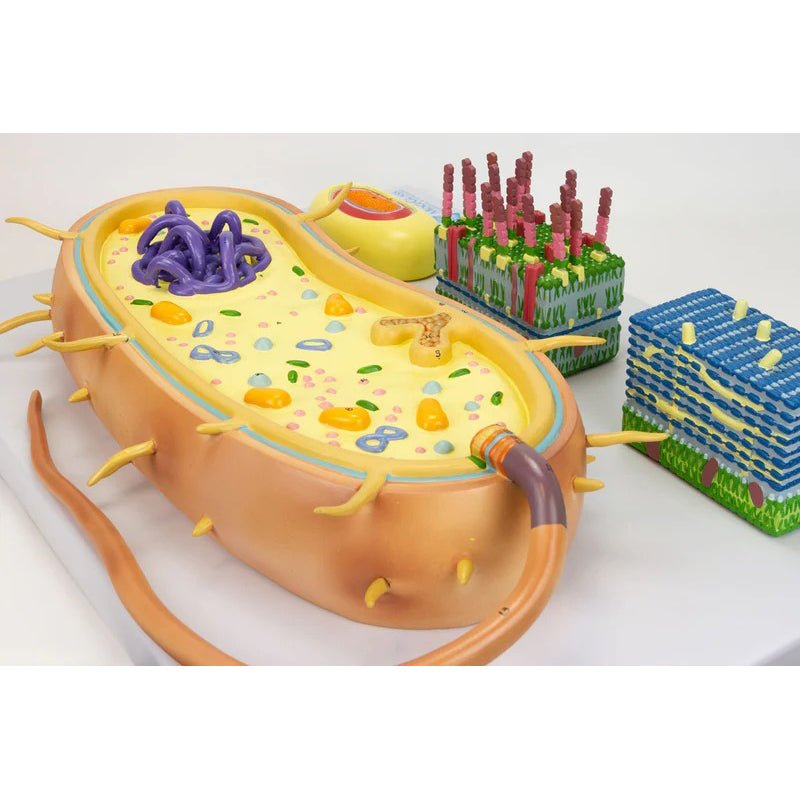 Bacteria Model, Enlarged