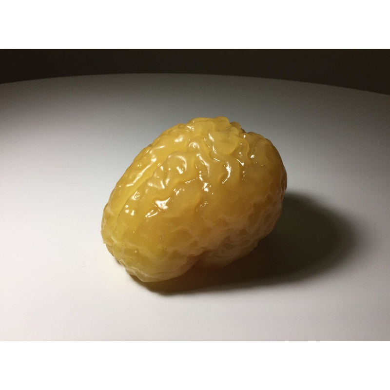 Basic Adult Brain Phantom for Ultrasound, MRI and CT applications