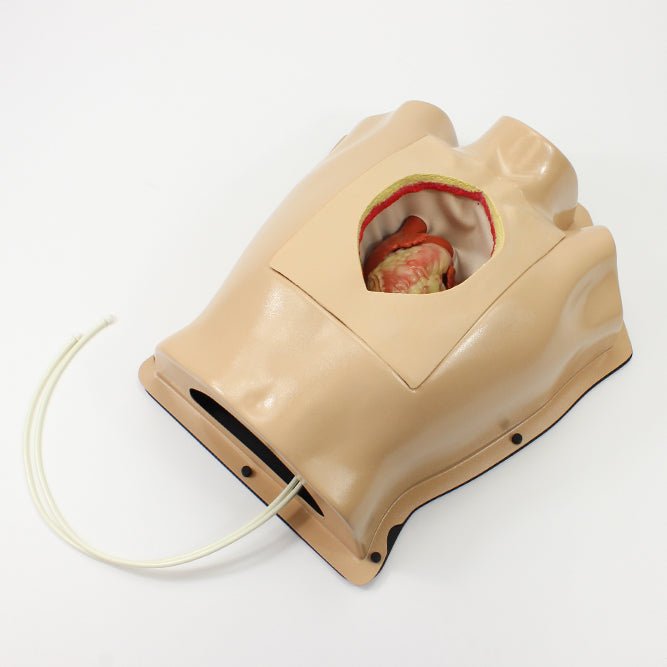 Beating Heart Thorax Trainer with Sternotomy and Pericardial Well