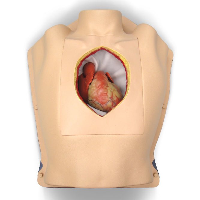 Beating Heart Instruments Beating Heart Thorax Trainer with Sternotomy and Pericardial Well ...
